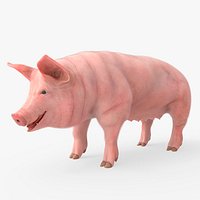 Adult Female Hog Fur For Blender