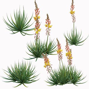 3D model Bulbine frutescens