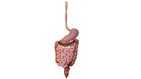 Intestinal waste  feces  Human organ