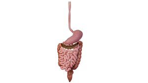 Intestinal waste  feces  Human organ