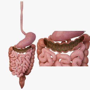 3D Intestinal waste  feces  Human organ