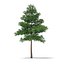 scots pine tree pinus max