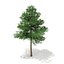 scots pine tree pinus max