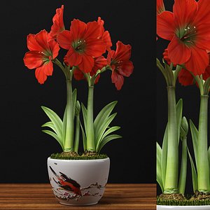 3d max red amaryllis