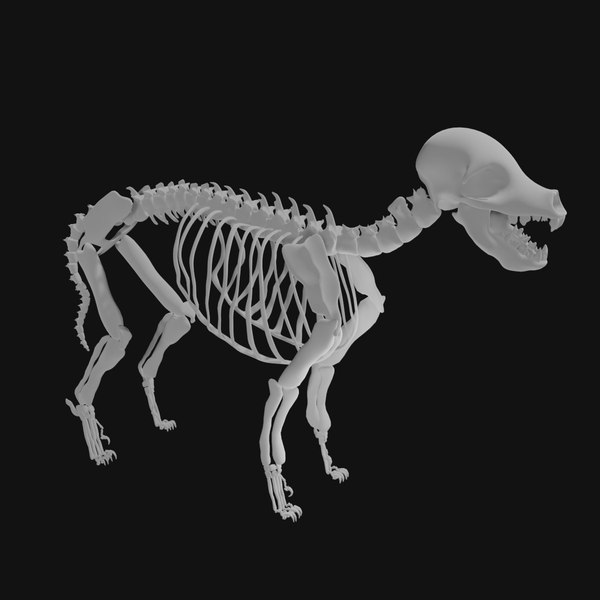 Cat and Dog skeleton 3D model