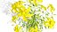 Collection de plantes indigènes de la péninsule arabique