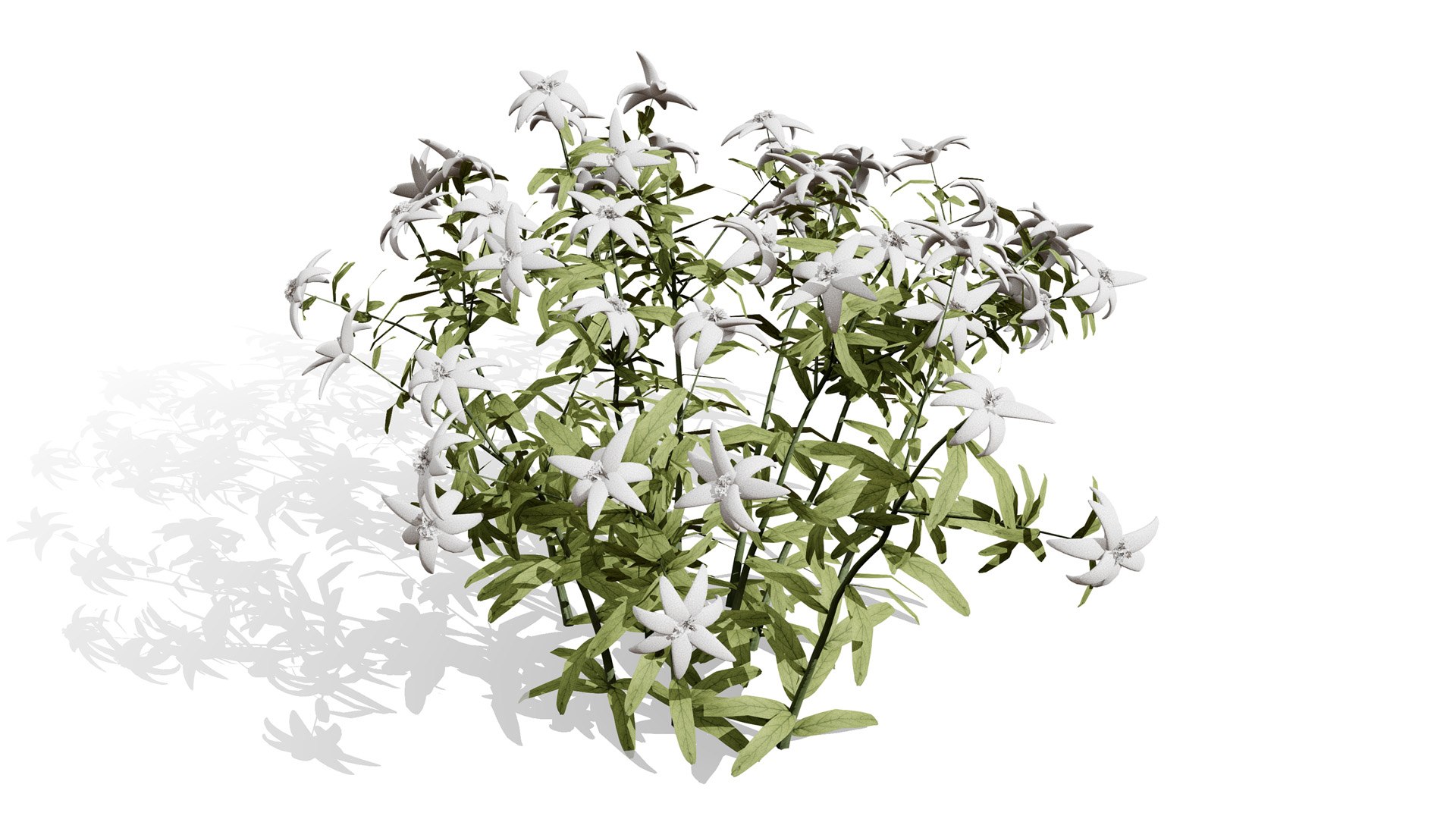 3D Arabian Peninsula Native Plants Collection https://p.turbosquid.com/ts-thumb/0Q/5VP1K7/29/yemeniedelweissleontopodiumyemenicuml/jpg/1769304944/1920x1080/fit_q87/1b040e3a1169d3c65a3a868648b86d440052e9fa/yemeniedelweissleontopodiumyemenicuml.jpg