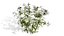 Collection de plantes indigènes de la péninsule arabique
