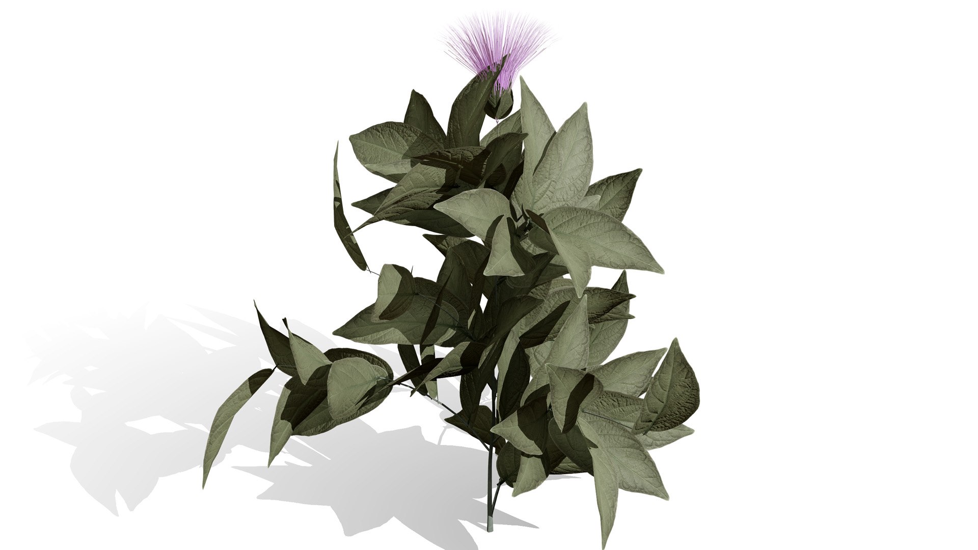 3D Arabian Peninsula Native Plants Collection https://p.turbosquid.com/ts-thumb/0Q/5VP1K7/Cl/arabianshrubcornflowerl/jpg/1769304934/1920x1080/fit_q87/d4717b3131ab278c5c7dca60b480b109723841c7/arabianshrubcornflowerl.jpg