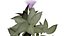 Collection de plantes indigènes de la péninsule arabique