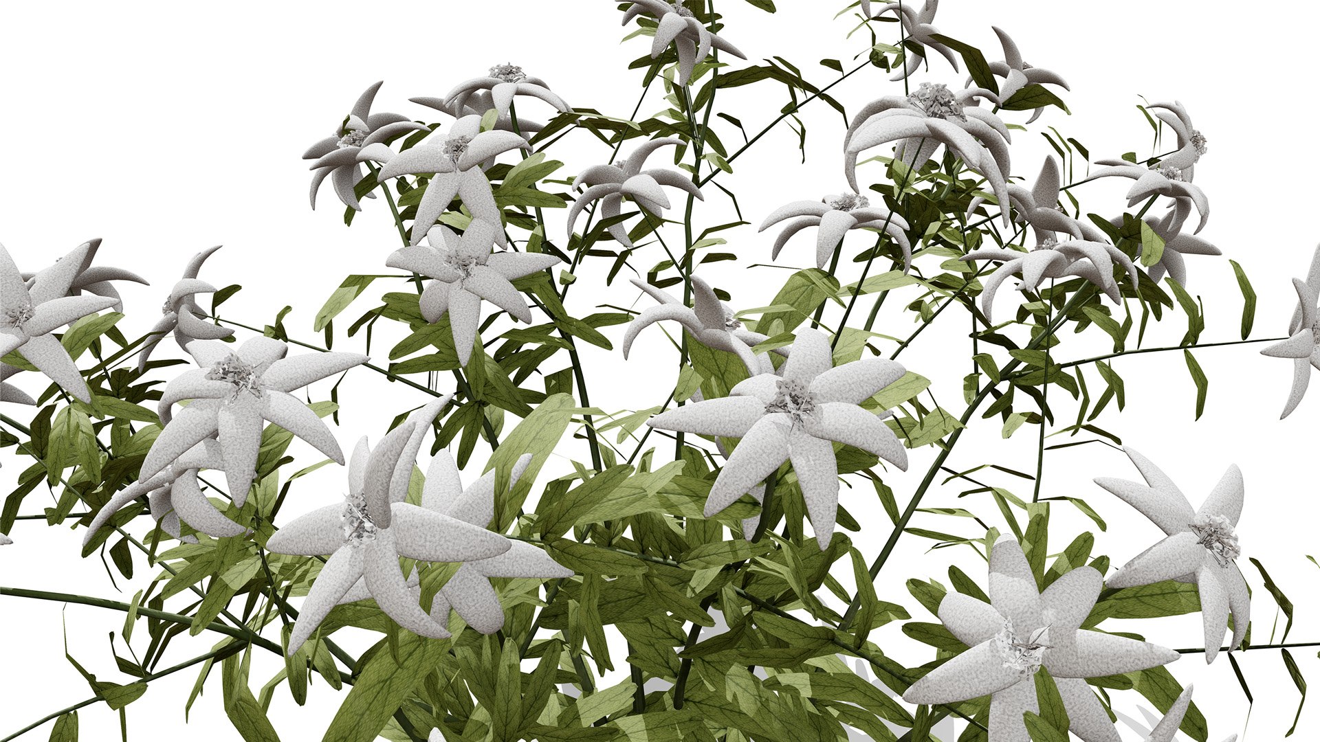 3D Arabian Peninsula Native Plants Collection https://p.turbosquid.com/ts-thumb/0Q/5VP1K7/Xg/yemeniedelweissleontopodiumyemenicumz1l/jpg/1769304946/1920x1080/fit_q87/3606c5768075956d670e17f786918bb25e32e67d/yemeniedelweissleontopodiumyemenicumz1l.jpg