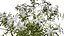 Collection de plantes indigènes de la péninsule arabique