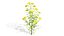 Collection de plantes indigènes de la péninsule arabique