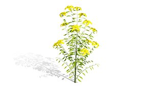 Arabian Peninsula Native Plants Collection