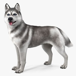 Siberian Husky Gray Standing Pose Fur 3D model