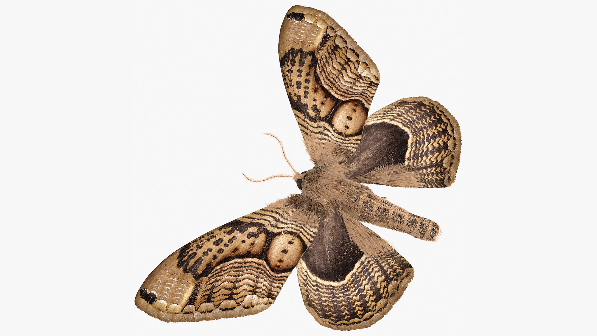 Brahmaea Wallichii Butterfly Fur 3D model preview