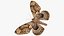 Brahmaea Wallichii Butterfly Fur