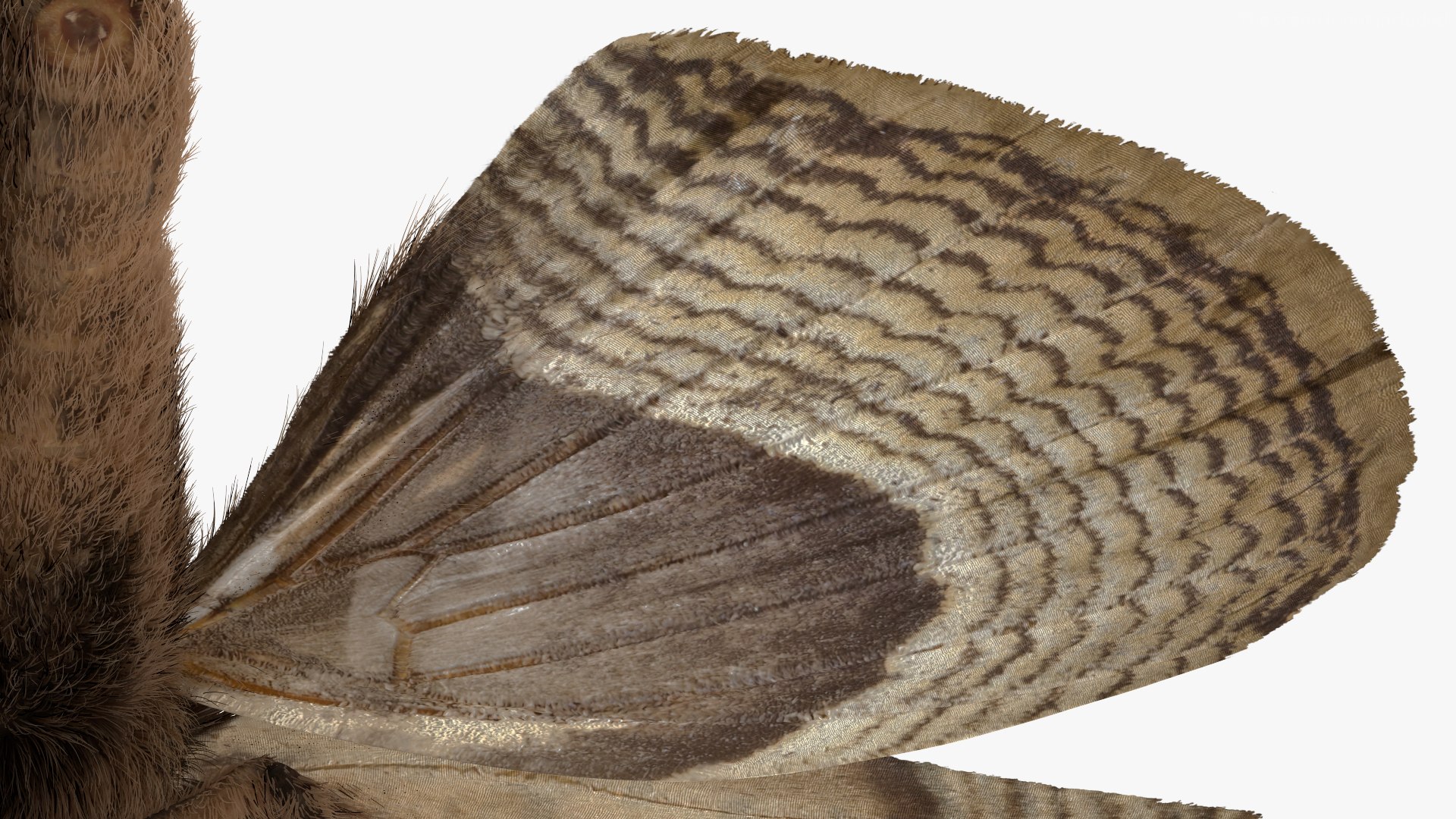 3D model Brahmaea Wallichii Butterfly Fur https://p.turbosquid.com/ts-thumb/0Q/MszheN/1M/brahmaeawallichiibutterflyfur3dsmodel020/jpg/1629407343/1920x1080/fit_q87/507b5859ac9586440de508de71879b9547009281/brahmaeawallichiibutterflyfur3dsmodel020.jpg