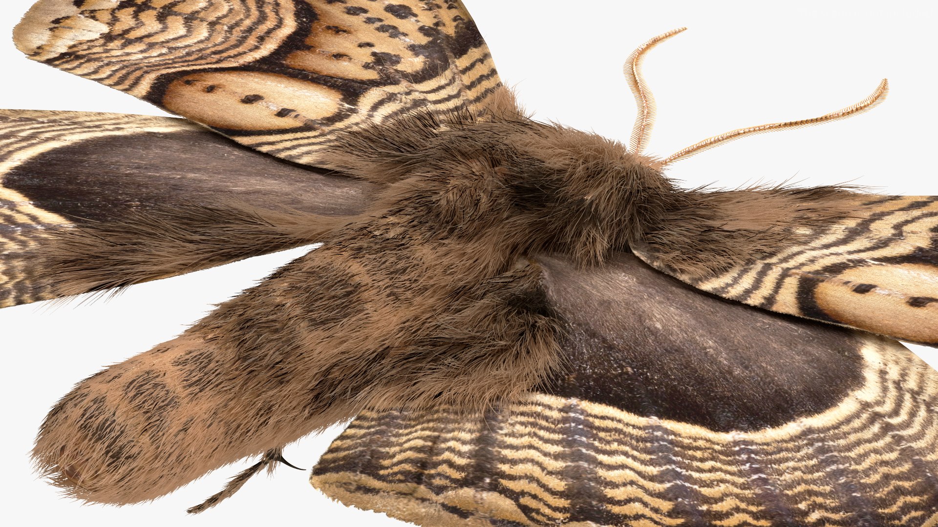 3D model Brahmaea Wallichii Butterfly Fur https://p.turbosquid.com/ts-thumb/0Q/MszheN/8F/brahmaeawallichiibutterflyfur3dsmodel014/jpg/1629407325/1920x1080/fit_q87/08aa48d812119b54223eb09b5d22dc34ebf2faa6/brahmaeawallichiibutterflyfur3dsmodel014.jpg