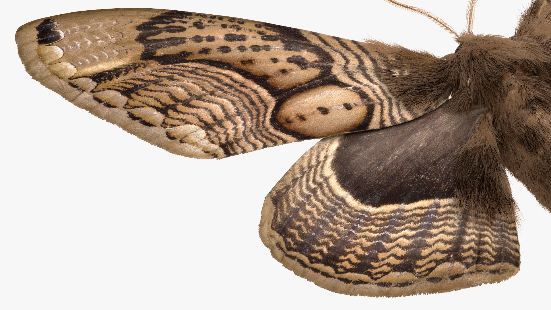 3D model Brahmaea Wallichii Butterfly Fur https://p.turbosquid.com/ts-thumb/0Q/MszheN/H3/brahmaeawallichiibutterflyfur3dsmodel018/jpg/1629407337/1920x1080/fit_q87/c5adc6524da1ac579f730f6936a0256ec9b22f23/brahmaeawallichiibutterflyfur3dsmodel018.jpg