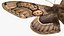 Brahmaea Wallichii Butterfly Fur