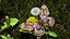 Brahmaea Wallichii Butterfly Fur
