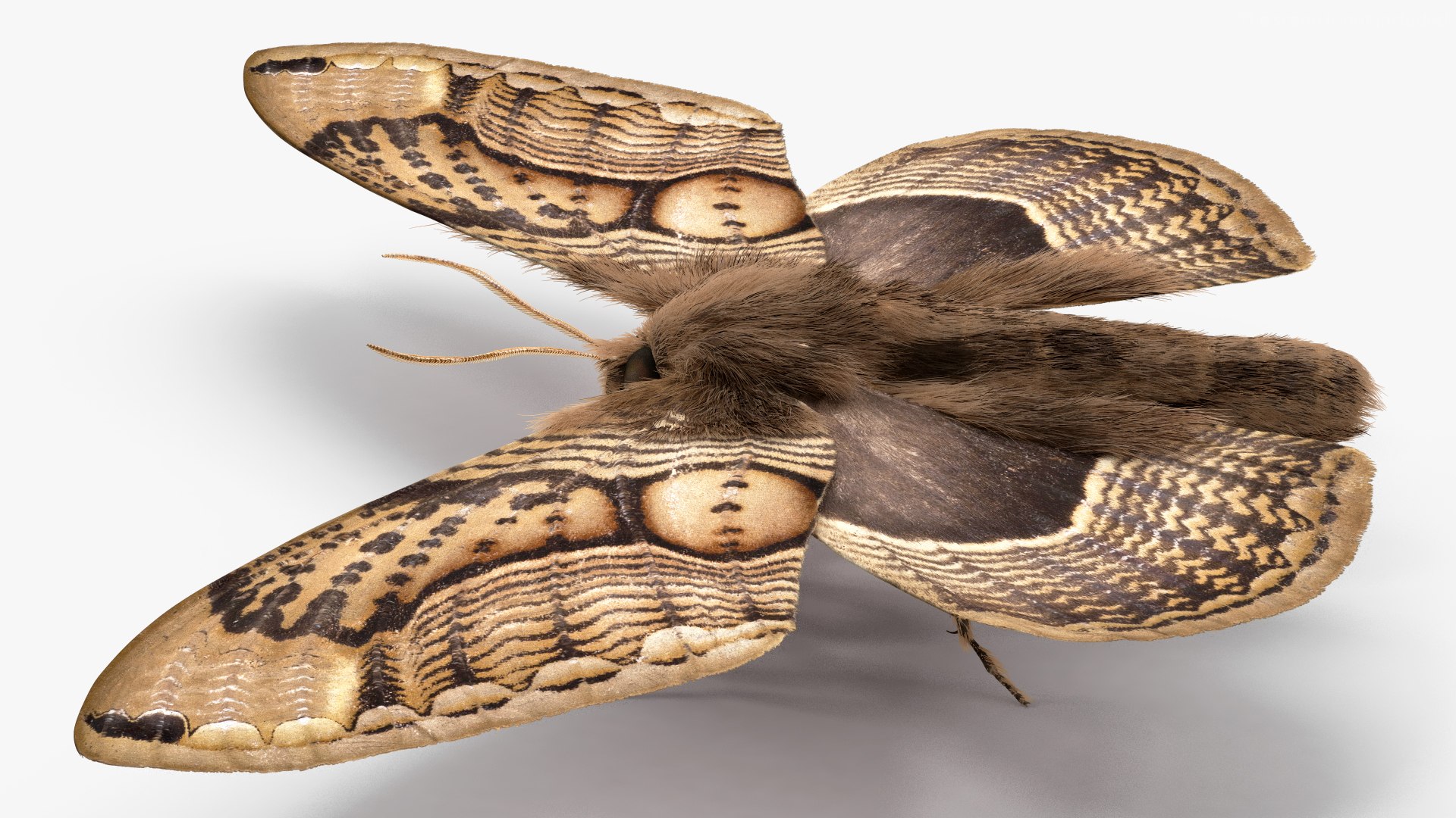3D model Brahmaea Wallichii Butterfly Fur https://p.turbosquid.com/ts-thumb/0Q/MszheN/ZP/brahmaeawallichiibutterflyfur3dsmodel008/jpg/1629407307/1920x1080/fit_q87/17243d66f516a7f089285bca6c40f02ea23cdaa4/brahmaeawallichiibutterflyfur3dsmodel008.jpg