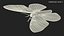 Brahmaea Wallichii Butterfly Fur