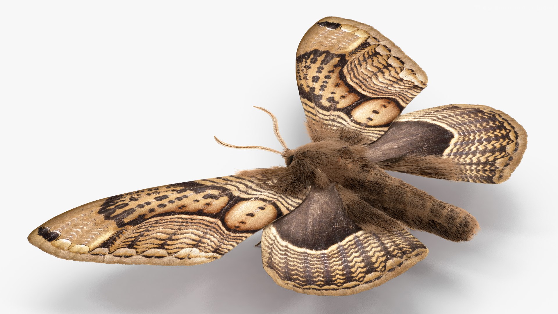 3D model Brahmaea Wallichii Butterfly Fur https://p.turbosquid.com/ts-thumb/0Q/MszheN/ko/brahmaeawallichiibutterflyfur3dsmodel009/jpg/1629407310/1920x1080/fit_q87/63e4f19b5a2766382509303ff11f72061ae425a1/brahmaeawallichiibutterflyfur3dsmodel009.jpg