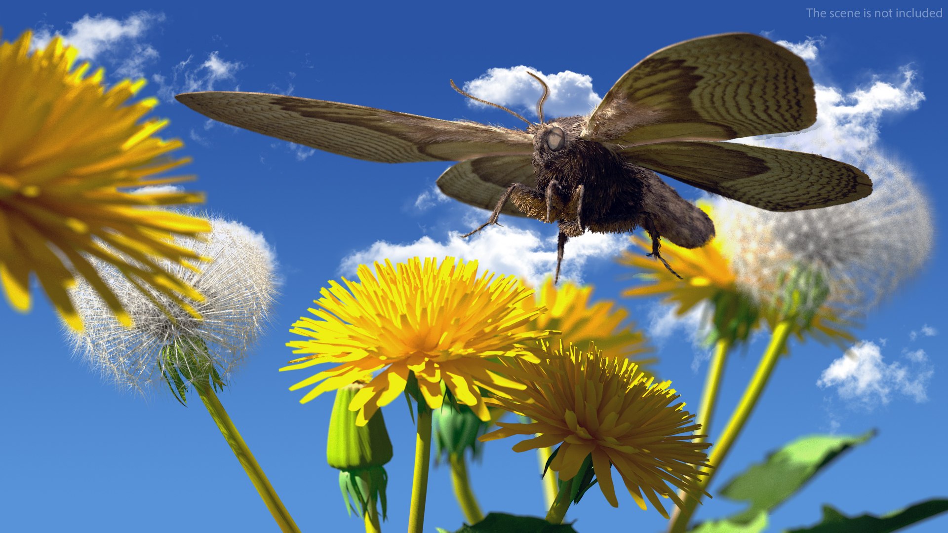 3D model Brahmaea Wallichii Butterfly Fur https://p.turbosquid.com/ts-thumb/0Q/MszheN/lV/brahmaeawallichiibutterflyfur3dsmodel005/jpg/1629407298/1920x1080/fit_q87/d4f9727019a062e74c99b87499839cdd6023fa35/brahmaeawallichiibutterflyfur3dsmodel005.jpg