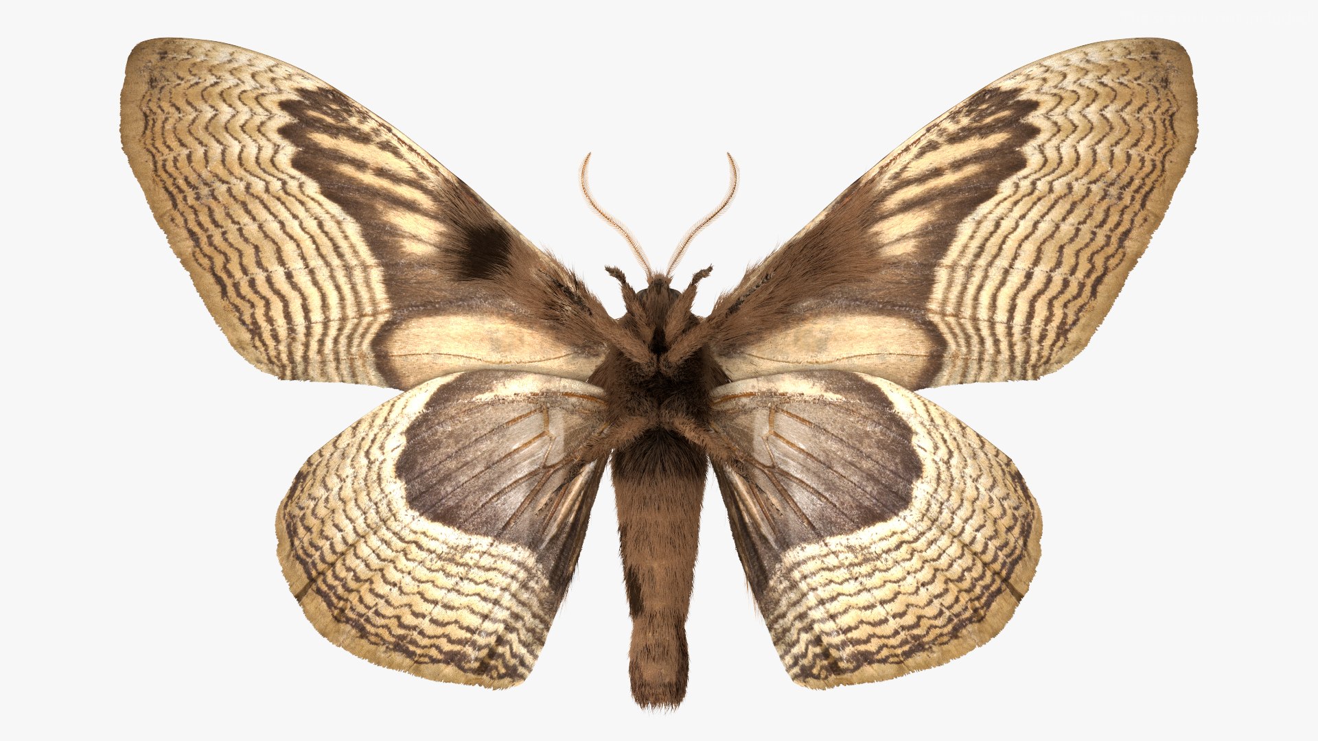 3D model Brahmaea Wallichii Butterfly Fur https://p.turbosquid.com/ts-thumb/0Q/MszheN/ld/brahmaeawallichiibutterflyfur3dsmodel011/jpg/1629407316/1920x1080/fit_q87/bd96052324d971c3766f3d5ef2ea92311e93a1e6/brahmaeawallichiibutterflyfur3dsmodel011.jpg