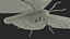 Brahmaea Wallichii Butterfly Fur