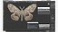 Brahmaea Wallichii Butterfly Fur