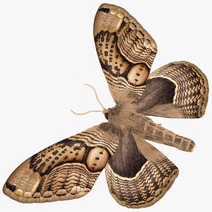3D model Brahmaea Wallichii Butterfly Fur