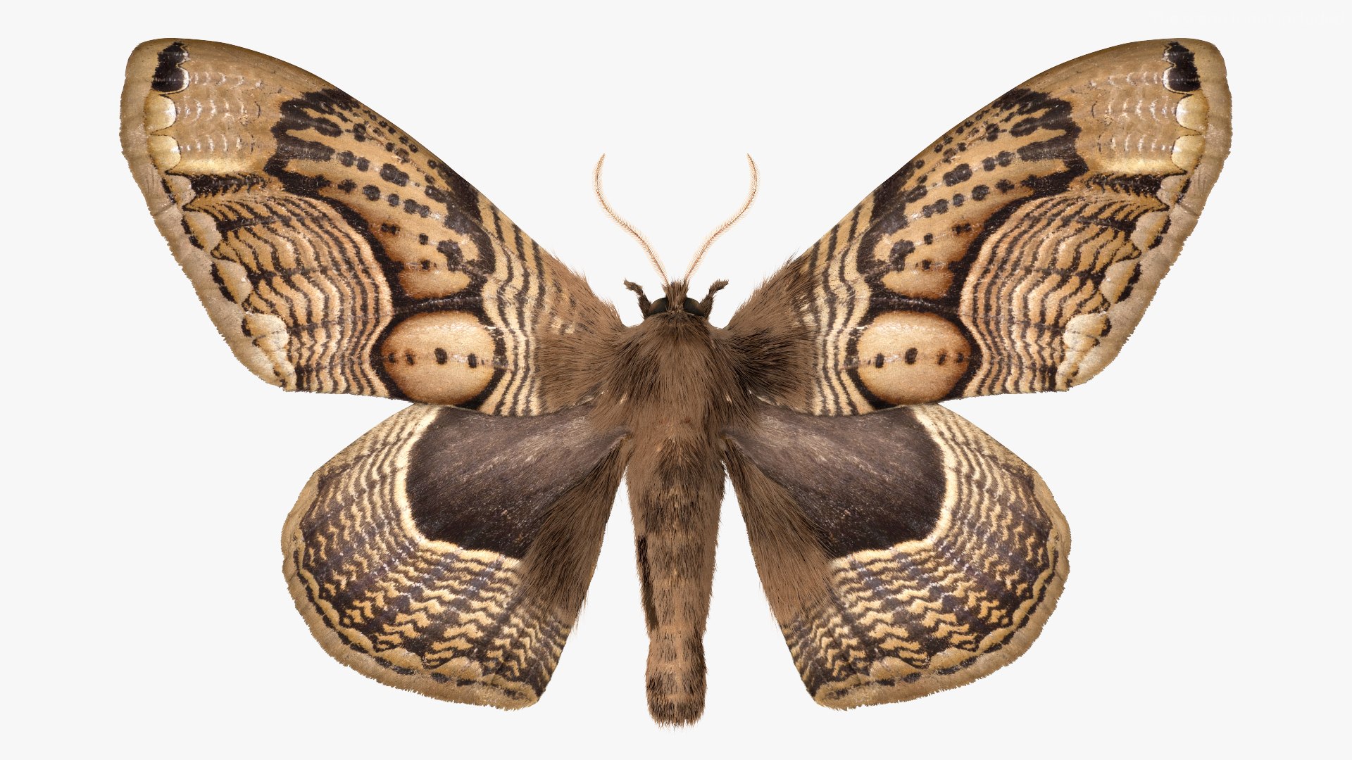 3D model Brahmaea Wallichii Butterfly Fur https://p.turbosquid.com/ts-thumb/0Q/MszheN/r6/brahmaeawallichiibutterflyfur3dsmodel010/jpg/1629407313/1920x1080/fit_q87/a6bb19c9995038c2cb43fd6fbbe179d257ad22d1/brahmaeawallichiibutterflyfur3dsmodel010.jpg