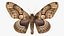 Brahmaea Wallichii Butterfly Fur