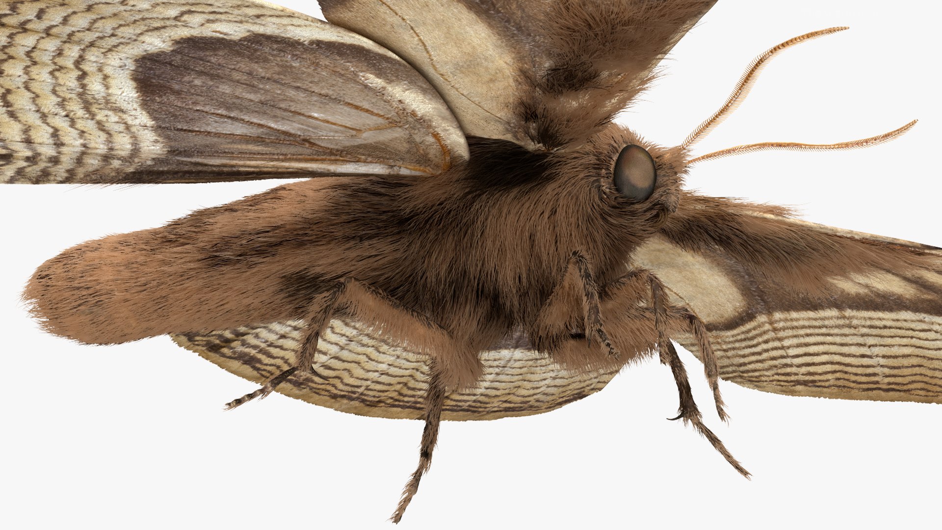 3D model Brahmaea Wallichii Butterfly Fur https://p.turbosquid.com/ts-thumb/0Q/MszheN/sr/brahmaeawallichiibutterflyfur3dsmodel016/jpg/1629407331/1920x1080/fit_q87/4688612a201346e7d51377d7a67fbf937a4d7dcd/brahmaeawallichiibutterflyfur3dsmodel016.jpg