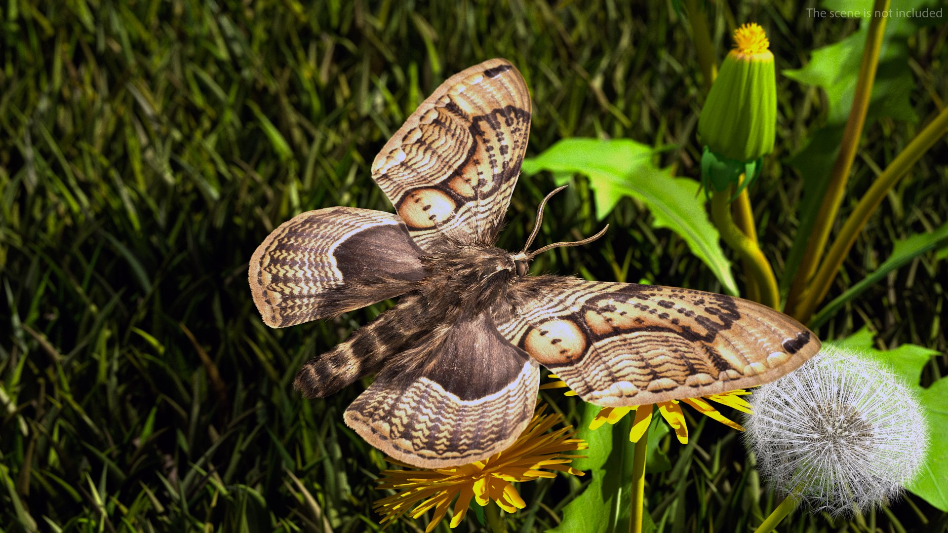 3D model Brahmaea Wallichii Butterfly Fur https://p.turbosquid.com/ts-thumb/0Q/MszheN/wO/brahmaeawallichiibutterflyfur3dsmodel004/jpg/1629407295/1920x1080/fit_q87/cda9f5cf9d21159d0b9354d0b88af5a967854077/brahmaeawallichiibutterflyfur3dsmodel004.jpg