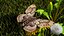 Brahmaea Wallichii Butterfly Fur