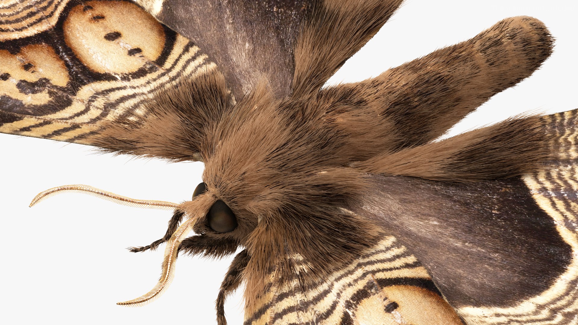 3D model Brahmaea Wallichii Butterfly Fur https://p.turbosquid.com/ts-thumb/0Q/MszheN/zg/brahmaeawallichiibutterflyfur3dsmodel015/jpg/1629407328/1920x1080/fit_q87/5d3c7f8e59c7d6aca0d076ed62c19672c95ff5ae/brahmaeawallichiibutterflyfur3dsmodel015.jpg
