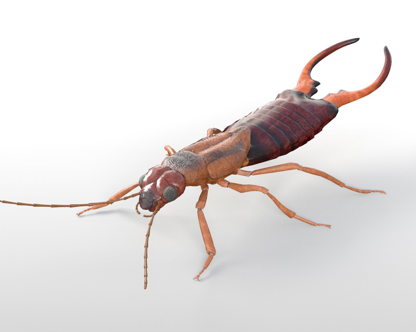 3D rigged 30 model https://p.turbosquid.com/ts-thumb/0Q/TCPYah/HJRg9LEx/earwig1/jpg/1586185545/1920x1080/fit_q87/9ca0dbe0261060b5e31a18d133e78b55fda0642b/earwig1.jpg