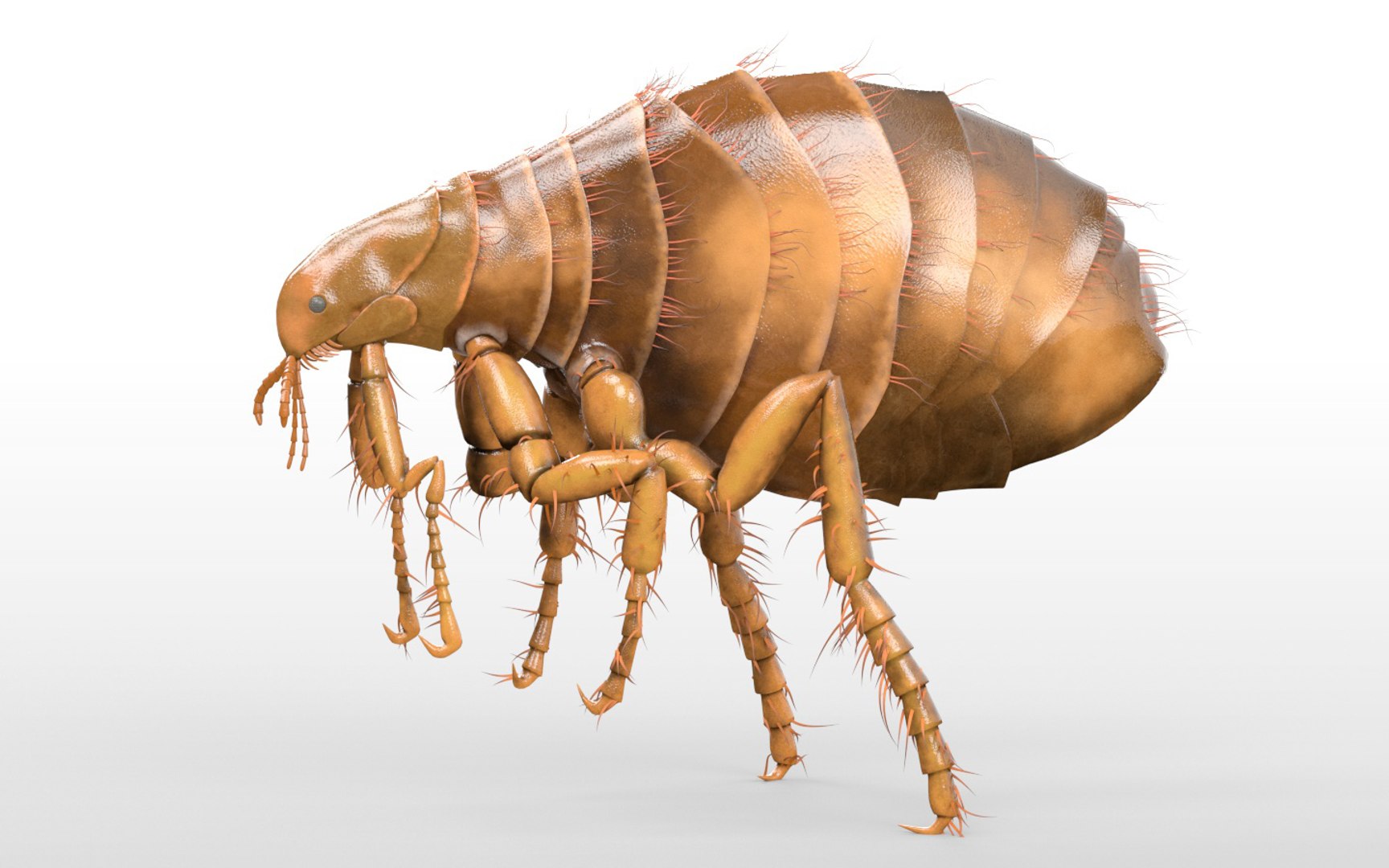 3D rigged 30 model https://p.turbosquid.com/ts-thumb/0Q/TCPYah/Qi7ysl1I/1/jpg/1586185573/1920x1080/fit_q87/547ef4b9059ce10f3dbfe3d310f57e7d3ea959ee/1.jpg