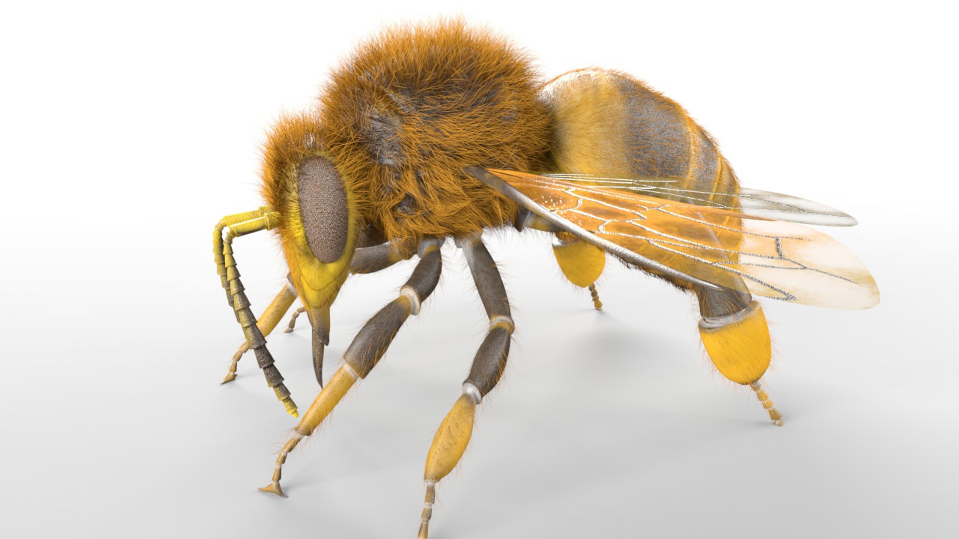 3D rigged 30 model https://p.turbosquid.com/ts-thumb/0Q/TCPYah/TbhK0wwI/bee2/jpg/1586185467/1920x1080/fit_q87/b23d1e640c063bc6f8d016d994c79fd9628debe6/bee2.jpg