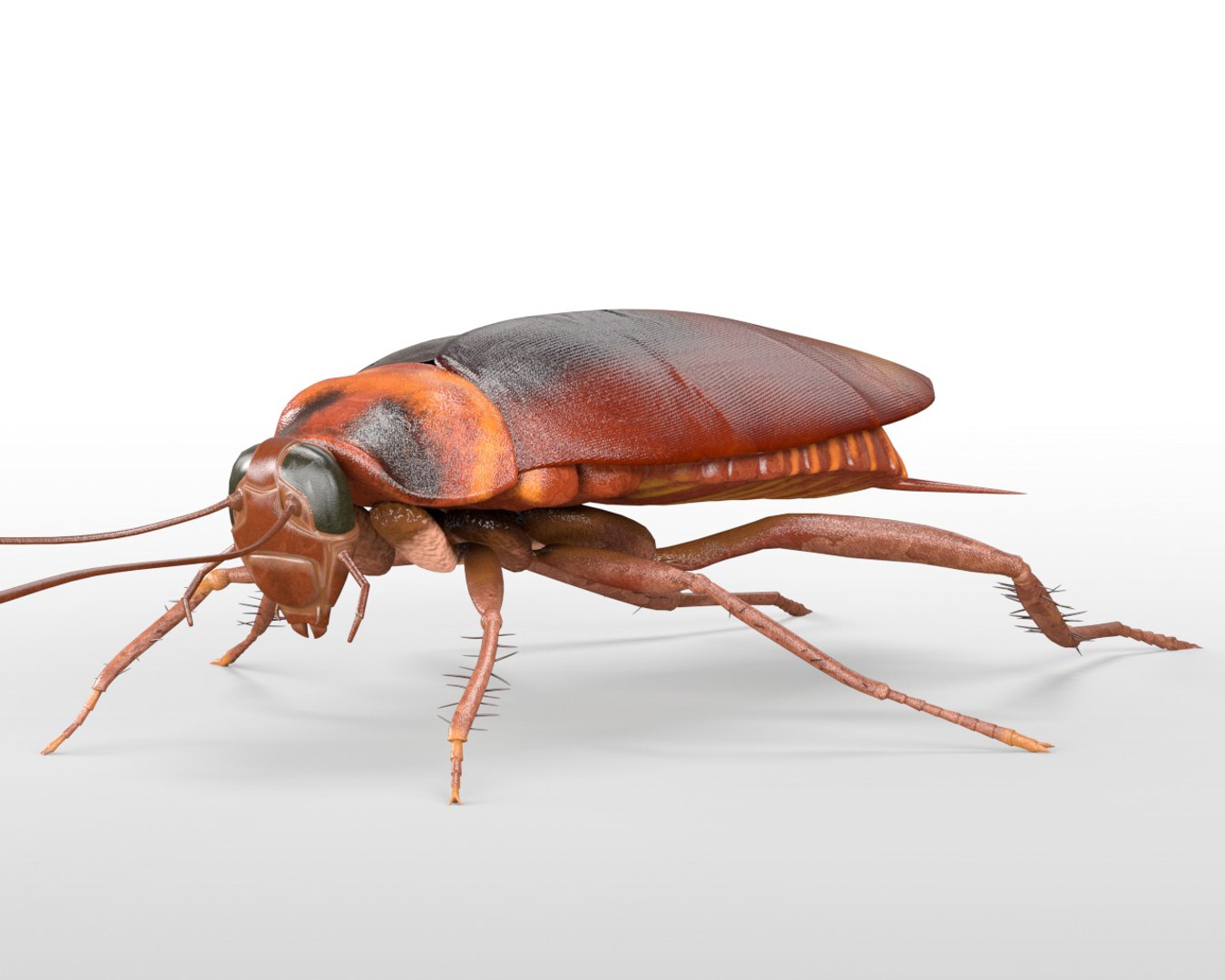 3D rigged 30 model https://p.turbosquid.com/ts-thumb/0Q/TCPYah/YJ0iSsSo/cockroach3/jpg/1586185491/1920x1080/fit_q87/098bd99cc145ecc562b631176c2a23ab297086a4/cockroach3.jpg