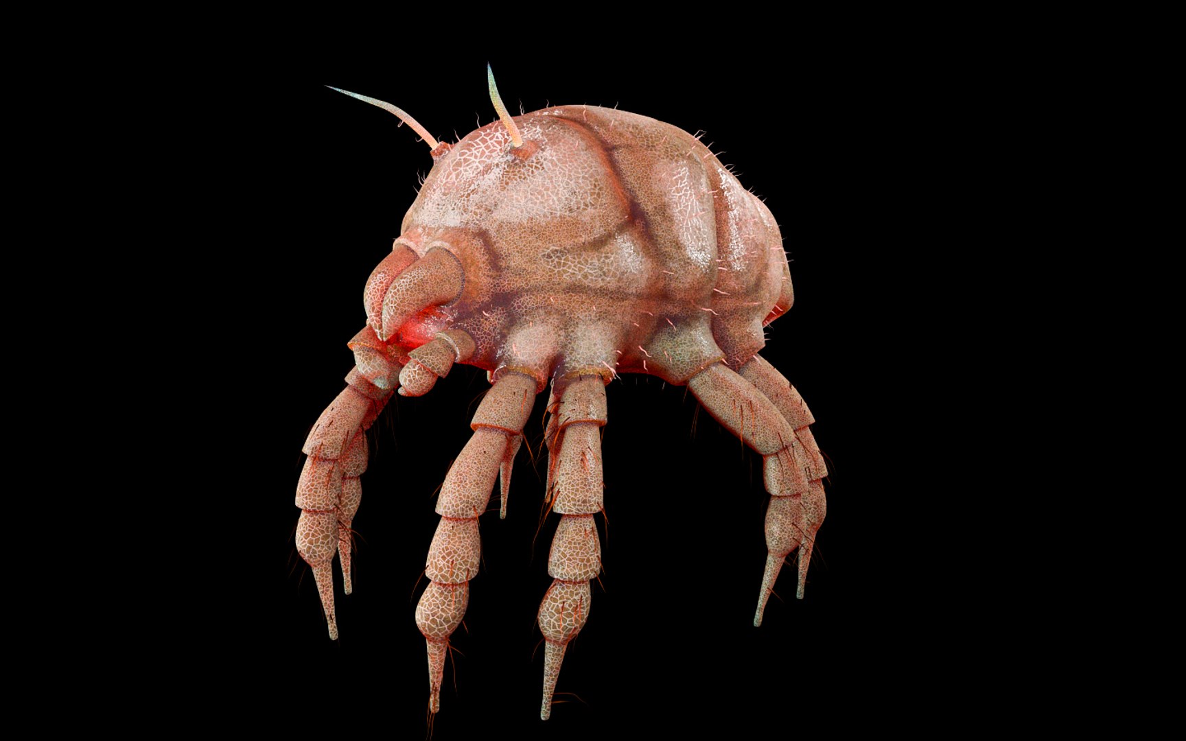 3D rigged 30 model https://p.turbosquid.com/ts-thumb/0Q/TCPYah/w2uUjZQa/dustmite12/jpg/1586185540/1920x1080/fit_q87/987b731af8a81901059eb07e80dd0cd20b1f5454/dustmite12.jpg