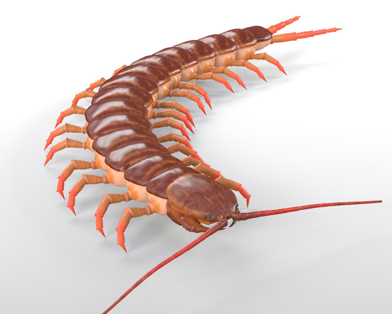 3D rigged 30 model https://p.turbosquid.com/ts-thumb/0Q/TCPYah/yODeyOVK/centipede2/jpg/1586185492/1920x1080/fit_q87/45b83218e2a658bf5b981c5758a098ba8e955a13/centipede2.jpg