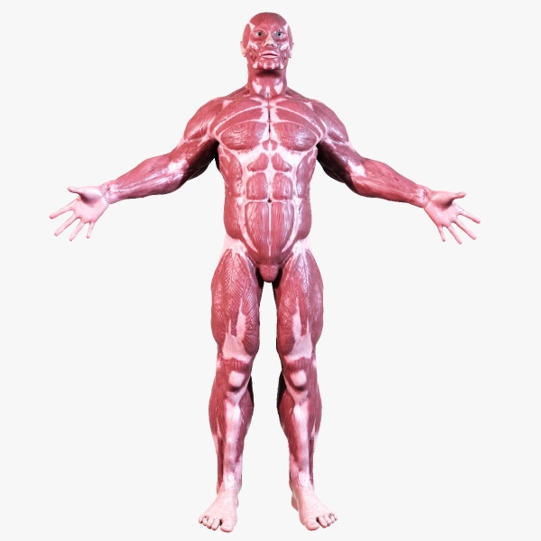 Human Muscular Anatomy 3d Model
