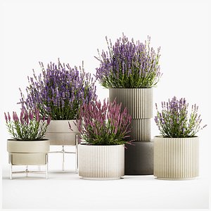 3D Set of flower bushes of lavender and Salvia in pots 1193