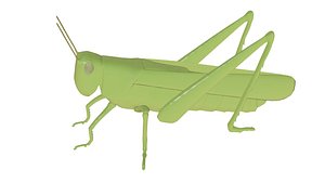 cricket 3D model