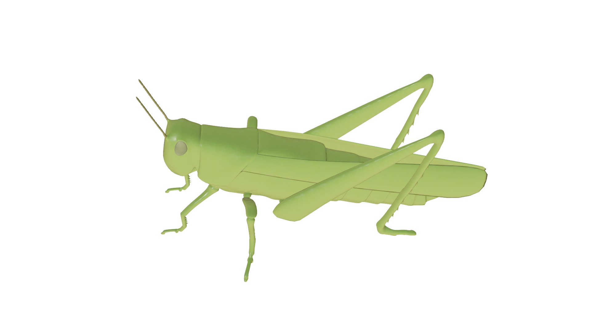 Cricket 3d Model - Turbosquid 1877877